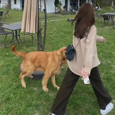 羊狼共和国:猪事大急